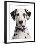 Domestic Dog, Dalmatian, adult, close-up of head-Chris Brignell-Framed Photographic Print