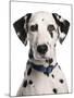 Domestic Dog, Dalmatian, adult, close-up of head-Chris Brignell-Mounted Photographic Print