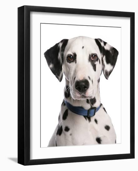 Domestic Dog, Dalmatian, adult, close-up of head-Chris Brignell-Framed Photographic Print