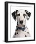 Domestic Dog, Dalmatian, adult, close-up of head-Chris Brignell-Framed Photographic Print