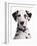 Domestic Dog, Dalmatian, adult, close-up of head-Chris Brignell-Framed Photographic Print