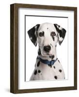 Domestic Dog, Dalmatian, adult, close-up of head-Chris Brignell-Framed Photographic Print