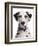 Domestic Dog, Dalmatian, adult, close-up of head-Chris Brignell-Framed Photographic Print