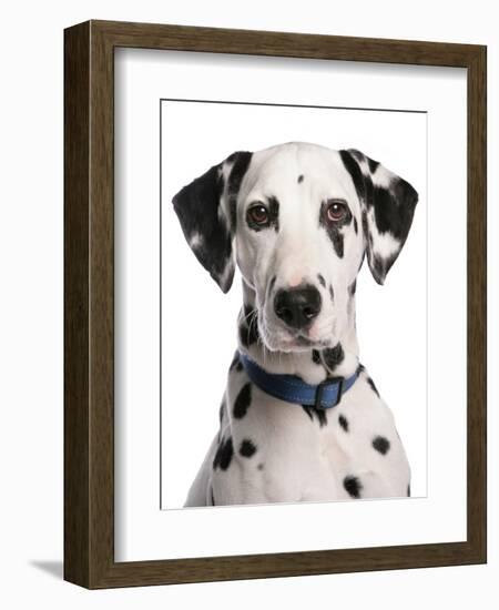 Domestic Dog, Dalmatian, adult, close-up of head-Chris Brignell-Framed Photographic Print