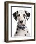 Domestic Dog, Dalmatian, adult, close-up of head-Chris Brignell-Framed Photographic Print