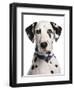 Domestic Dog, Dalmatian, adult, close-up of head-Chris Brignell-Framed Photographic Print