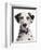 Domestic Dog, Dalmatian, adult, close-up of head-Chris Brignell-Framed Photographic Print