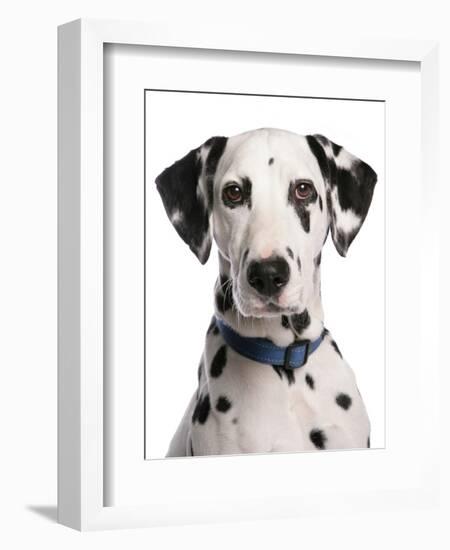 Domestic Dog, Dalmatian, adult, close-up of head-Chris Brignell-Framed Photographic Print