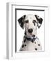 Domestic Dog, Dalmatian, adult, close-up of head-Chris Brignell-Framed Photographic Print