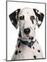 Domestic Dog, Dalmatian, adult, close-up of head-Chris Brignell-Mounted Photographic Print