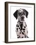 Domestic Dog, Dalmatian, puppy, close-up of head-Chris Brignell-Framed Photographic Print