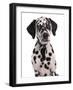 Domestic Dog, Dalmatian, puppy, close-up of head-Chris Brignell-Framed Photographic Print