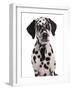 Domestic Dog, Dalmatian, puppy, close-up of head-Chris Brignell-Framed Photographic Print