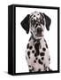 Domestic Dog, Dalmatian, puppy, close-up of head-Chris Brignell-Framed Stretched Canvas