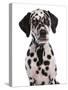 Domestic Dog, Dalmatian, puppy, close-up of head-Chris Brignell-Stretched Canvas