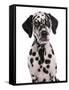 Domestic Dog, Dalmatian, puppy, close-up of head-Chris Brignell-Framed Stretched Canvas