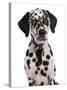 Domestic Dog, Dalmatian, puppy, close-up of head-Chris Brignell-Stretched Canvas