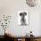 Domestic Dog, Dalmatian, puppy, close-up of head-Chris Brignell-Photographic Print displayed on a wall