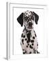 Domestic Dog, Dalmatian, puppy, close-up of head-Chris Brignell-Framed Photographic Print