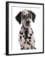 Domestic Dog, Dalmatian, puppy, close-up of head-Chris Brignell-Framed Photographic Print