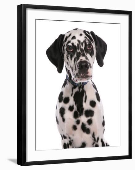 Domestic Dog, Dalmatian, puppy, close-up of head-Chris Brignell-Framed Photographic Print