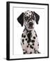 Domestic Dog, Dalmatian, puppy, close-up of head-Chris Brignell-Framed Photographic Print