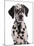 Domestic Dog, Dalmatian, puppy, close-up of head-Chris Brignell-Mounted Photographic Print