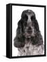 Domestic Dog, English Cocker Spaniel, adult female, close-up of head-Chris Brignell-Framed Stretched Canvas