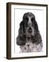 Domestic Dog, English Cocker Spaniel, adult female, close-up of head-Chris Brignell-Framed Photographic Print