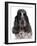 Domestic Dog, English Cocker Spaniel, adult female, close-up of head-Chris Brignell-Framed Photographic Print