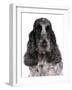 Domestic Dog, English Cocker Spaniel, adult female, close-up of head-Chris Brignell-Framed Photographic Print