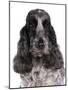 Domestic Dog, English Cocker Spaniel, adult female, close-up of head-Chris Brignell-Mounted Photographic Print