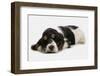 Domestic Dog, English Cocker Spaniel, puppy, sleeping-Chris Brignell-Framed Photographic Print