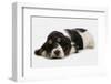 Domestic Dog, English Cocker Spaniel, puppy, sleeping-Chris Brignell-Framed Photographic Print