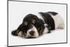 Domestic Dog, English Cocker Spaniel, puppy, sleeping-Chris Brignell-Mounted Photographic Print