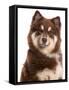 Domestic Dog, Finnish Lapphund, adult, close-up of head-Chris Brignell-Framed Stretched Canvas