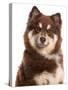 Domestic Dog, Finnish Lapphund, adult, close-up of head-Chris Brignell-Stretched Canvas