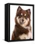 Domestic Dog, Finnish Lapphund, adult, close-up of head-Chris Brignell-Framed Stretched Canvas