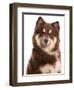 Domestic Dog, Finnish Lapphund, adult, close-up of head-Chris Brignell-Framed Photographic Print