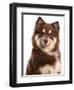 Domestic Dog, Finnish Lapphund, adult, close-up of head-Chris Brignell-Framed Photographic Print