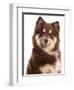 Domestic Dog, Finnish Lapphund, adult, close-up of head-Chris Brignell-Framed Photographic Print