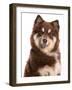 Domestic Dog, Finnish Lapphund, adult, close-up of head-Chris Brignell-Framed Photographic Print