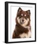 Domestic Dog, Finnish Lapphund, adult, close-up of head-Chris Brignell-Framed Photographic Print