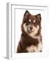 Domestic Dog, Finnish Lapphund, adult, close-up of head-Chris Brignell-Framed Photographic Print