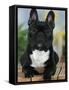 Domestic Dog, French Bulldog-Petra Wegner-Framed Stretched Canvas