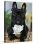 Domestic Dog, French Bulldog-Petra Wegner-Stretched Canvas