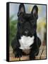Domestic Dog, French Bulldog-Petra Wegner-Framed Stretched Canvas