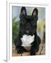 Domestic Dog, French Bulldog-Petra Wegner-Framed Premium Photographic Print