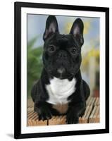 Domestic Dog, French Bulldog-Petra Wegner-Framed Premium Photographic Print
