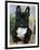 Domestic Dog, French Bulldog-Petra Wegner-Framed Premium Photographic Print
